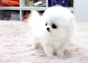 male and female pomeranian puppies for adoption