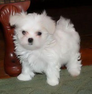 Maltese Puppy