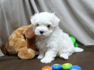 Maltese puppy  breed two thumbs