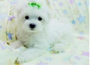 sweet and charming maltese puppies ready for good homes