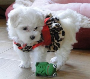 AKC Male and Female Maltese puppies Available