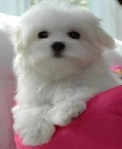 Gorgeous Well Trained AKC Tiny Tea Cup Maltese Puppies For You.