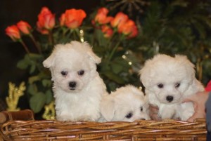 PURE WHITE MALTESE PUPPIES FOR SALE