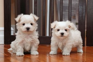 Snow White Maltese Puppies For Sale.