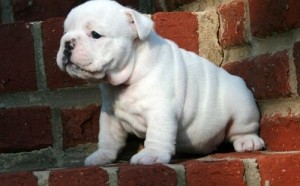 Top Quality Mini English Bulldog Puppies Available For Adoption