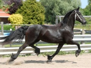 Friesian Horse Black Mare for adoption