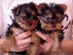 icurrently have both male and female Yorkie puppies ready to move into a new home