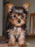 Elegant and adorable yorkie puppy for free adoption