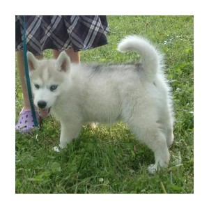 Charming Siberian Husky puppy for Adoption