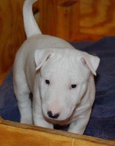 I have bull terrier puppies, male and female ready for adoption.