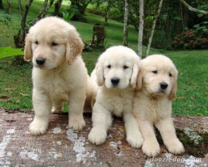 Adorable Golden Retriever for adoption.