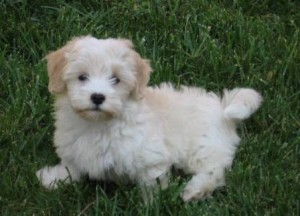 Friendly Havanese puppy for adoption.