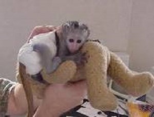 Healthy Capuchin Monkey For Lovely Homes