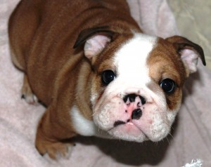 Akc Reg Male wrinkled English Bulldog puppy For Adoption