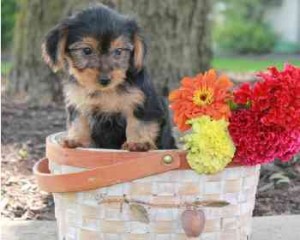 Male and Female yorkshire terrier puppies for a good home,