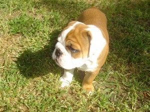 HEALHTY MALE AND FEMALE BULLDOG FOR FREE ADOPTION