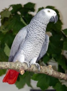 Africa pair parrots