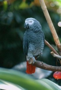 pair parrots