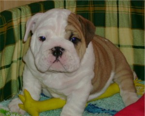 Ozzie English Bulldog