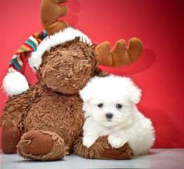 Healthy Teacup Maltese Puppies For Free Adoption.