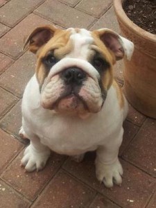 English Bulldog Puppie