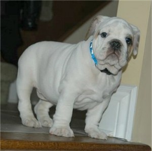 English bulldog