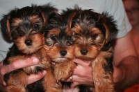 Yorkie - AKC - Baby Doll! ! Teacup And Solid Blond Puppies For Free Adoption