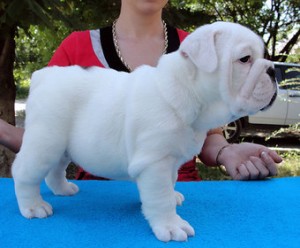 Excellent English Bulldog Puppies For Adoption