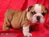 Adorable English Bulldog Puppies For Rehoming.