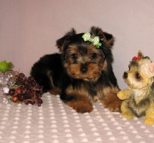 male and female adorable yorkie puppies for adoption.