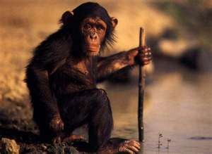 cute and adorable baby chimpanzee for sale