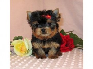 lovely male and female yorkie puppies