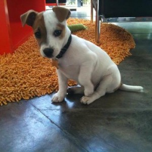 Wonderful Jack Russel Puppies 11 weeks old for adoprion