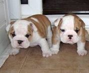 Healthy Male and Female English bulldog puppies looking for a good home.