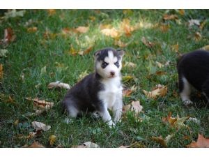 siberian husky puppies for re homing