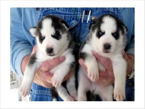 3 Akc Siberian Husky Puppies