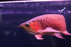Best quality Super Red Arowana fish and many others for sale.