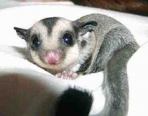 Cute Adorable sugar gliders