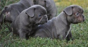 CHARMING AND AMAZING french bull dog PUPPIES For free adoption