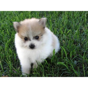 Cute, cuddly Pomeranian puppies for adoption