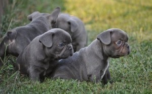 Adorable french bull dog ready to go to a new rehome For free adoption