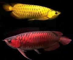 Quality Grade A super Red Arowana fish for sale and many others