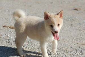 Adorable AKC Reg, Shiba Inu Pupps ready for good homes..