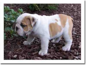 English Bulldog puppies for adoption today !!!