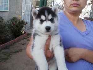 Amazing and beautiful Siberian husky Puppies for adoption