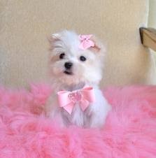 Charming Maltese puppies available