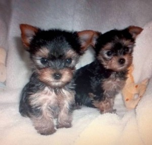 Awsome akc reg teacup yorkie puppies