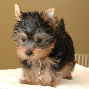 AKC CH Bloodlines Yorkie puppies available