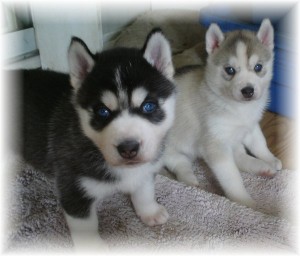 Male and Female Siberian Husky puppies for adoption