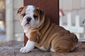 Nice Charming Male and Female English Bulldog Puppies For Adoption Into Good Homes Only